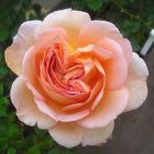 summer rose