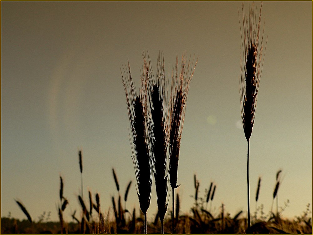 Summer Sunrise