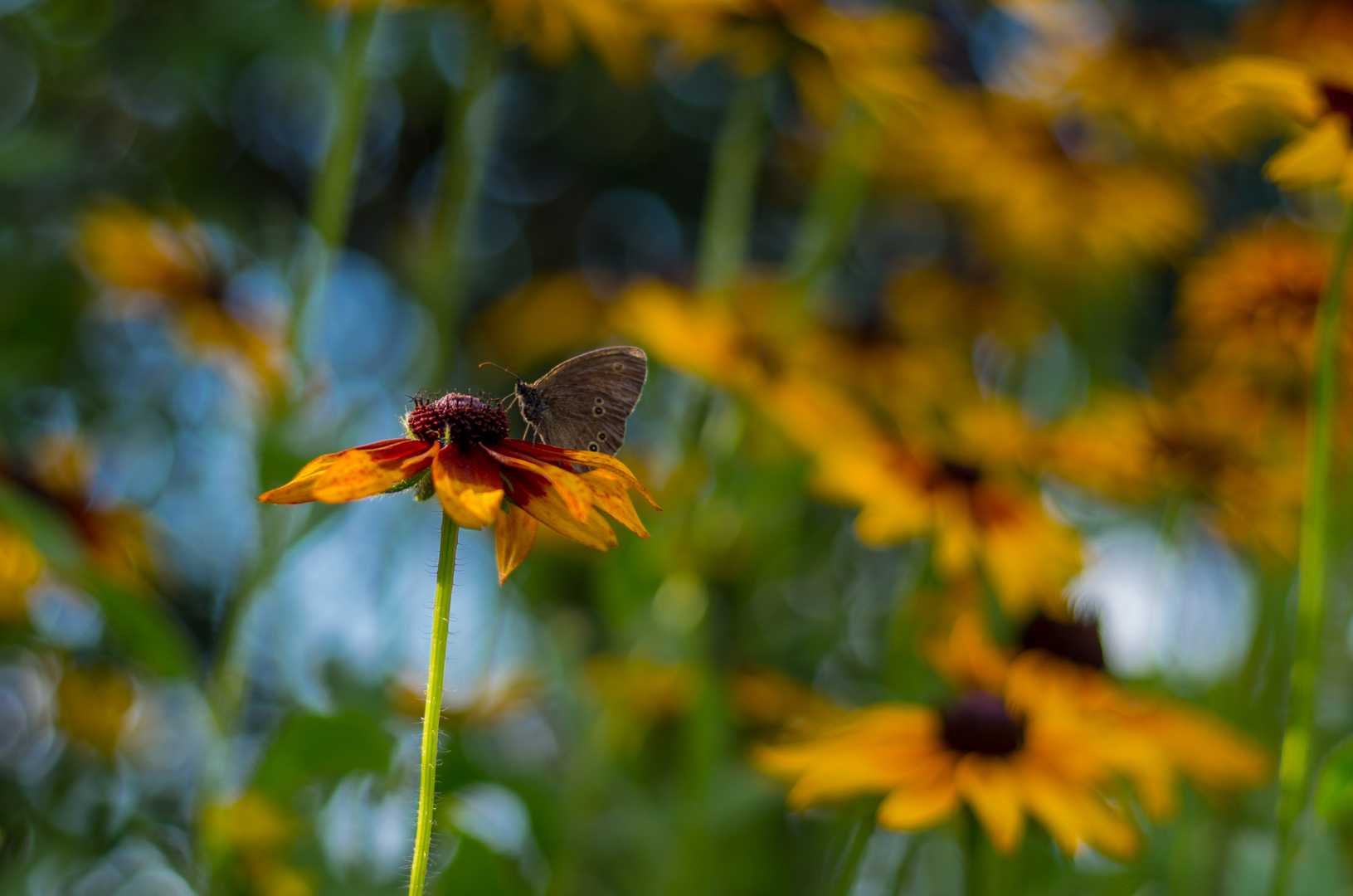 Summer Sunshine