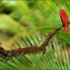 [ Summer Tanager ]