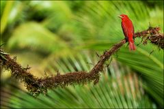 [ Summer Tanager ]