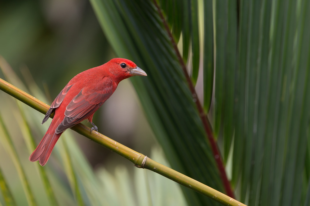 Summer Tanager