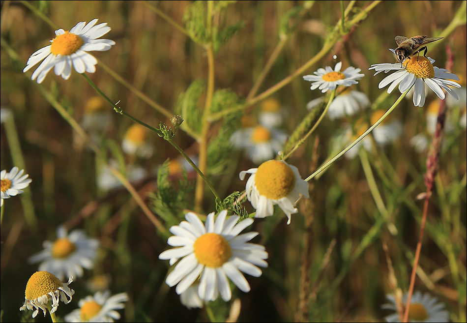 [Summer] time...endlich ist er da (und bleibt hoffentlich auch)