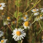 [Summer] time...endlich ist er da (und bleibt hoffentlich auch)