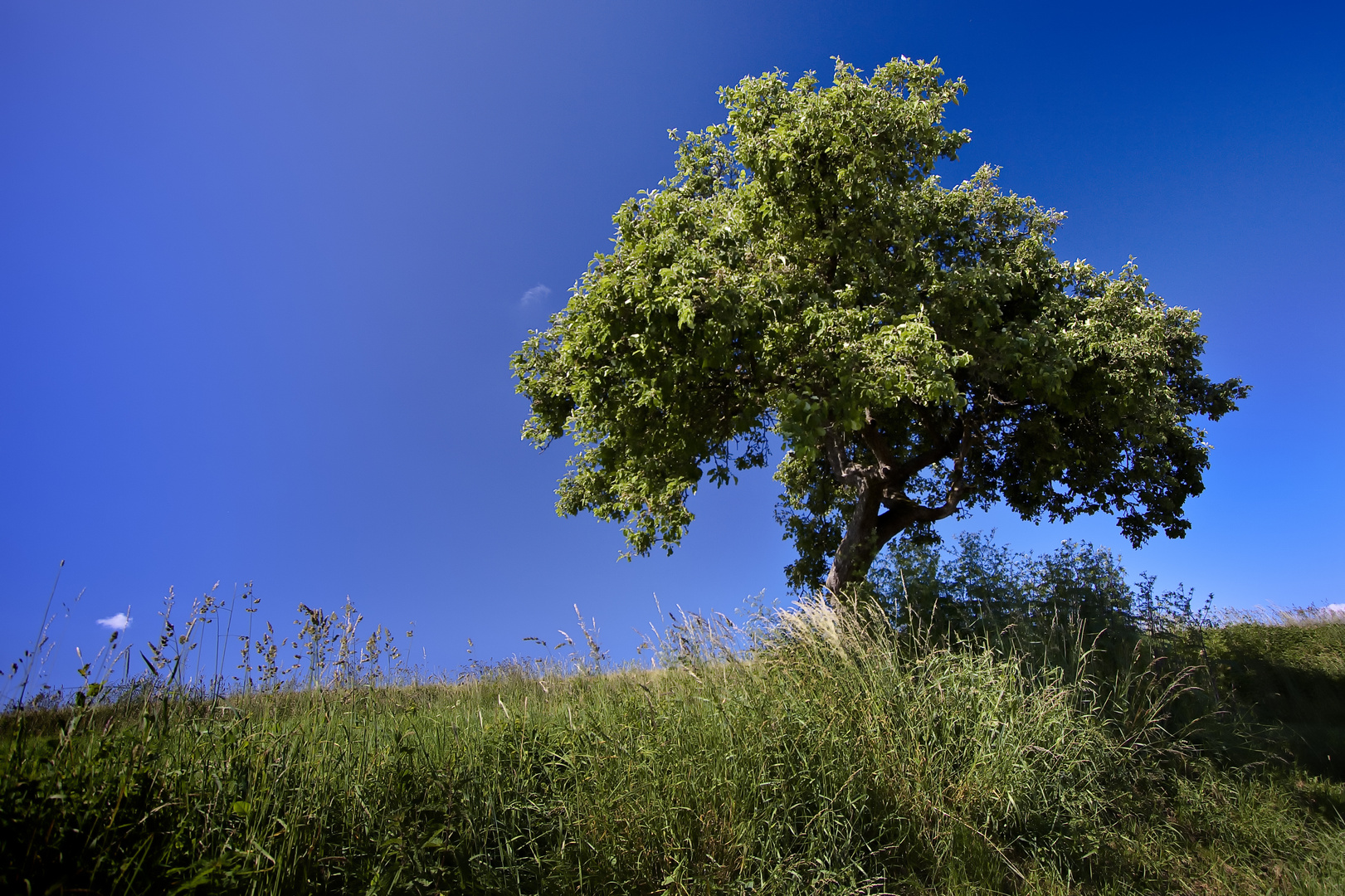 summer tree