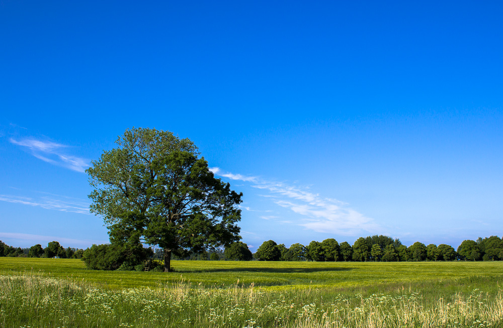 Summer View