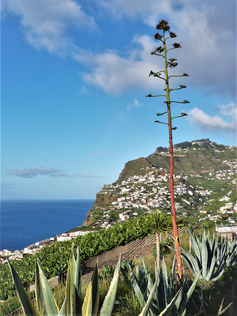 - summer view of Madeira -