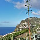 - summer view of Madeira -