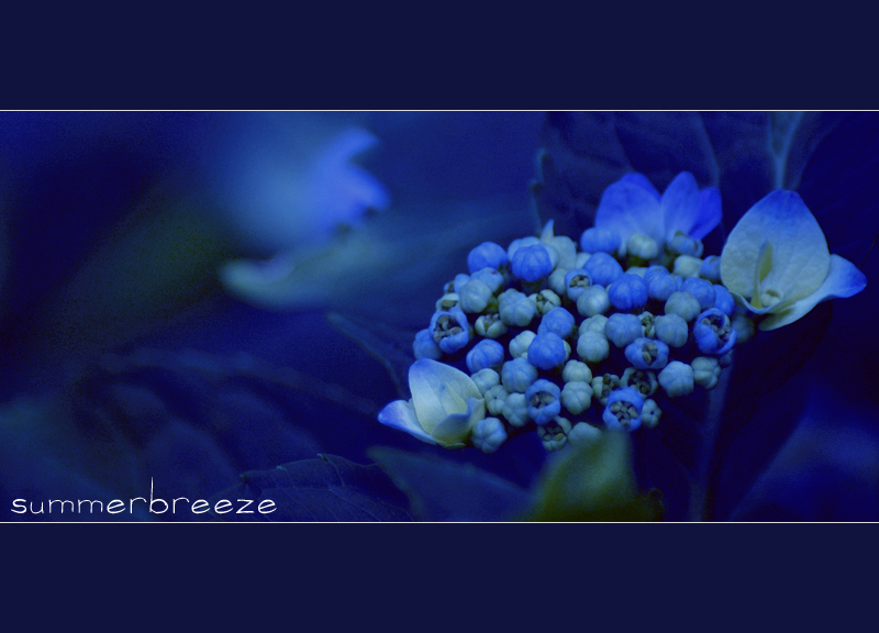 Summerbreeze II