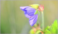 Summerfeeling