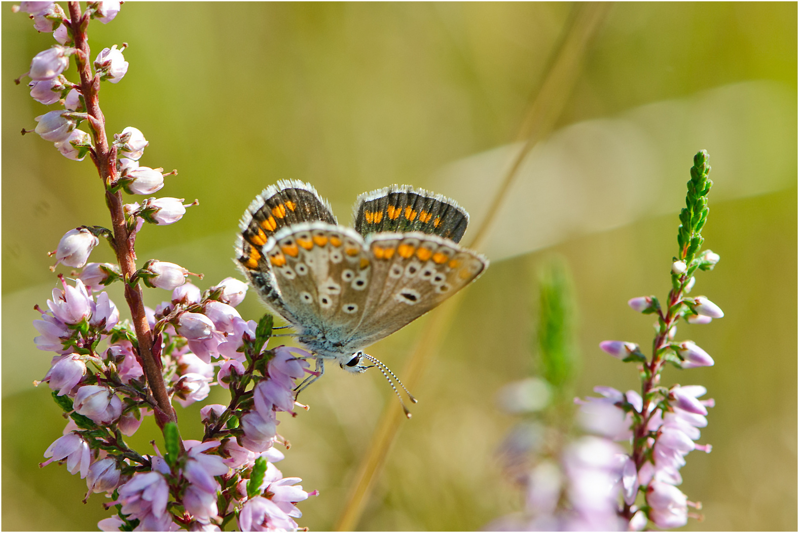 Summerfeeling - Bläuling in der Heide