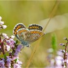 Summerfeeling - Bläuling in der Heide