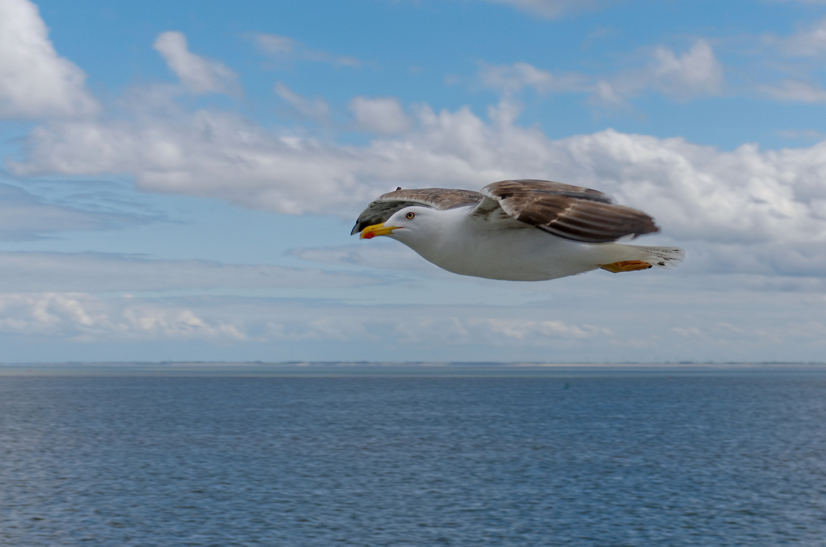 Summerfeeling: Der Schiffsbegleiter