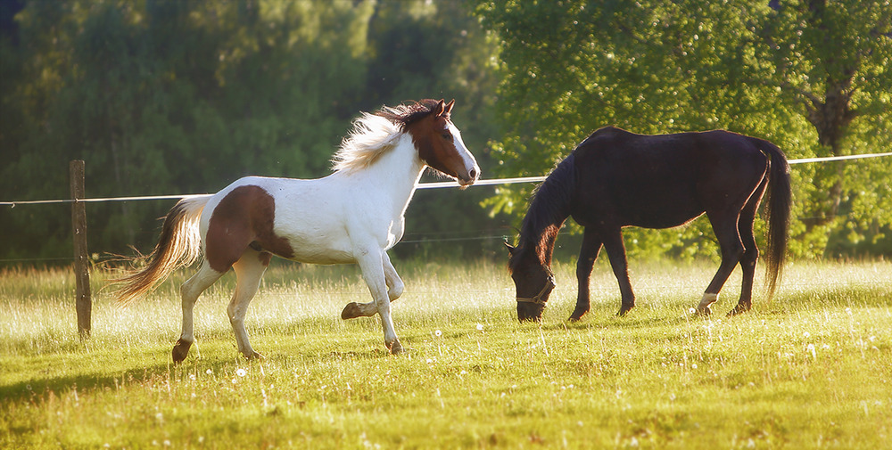 ~Summerfeeling´s~