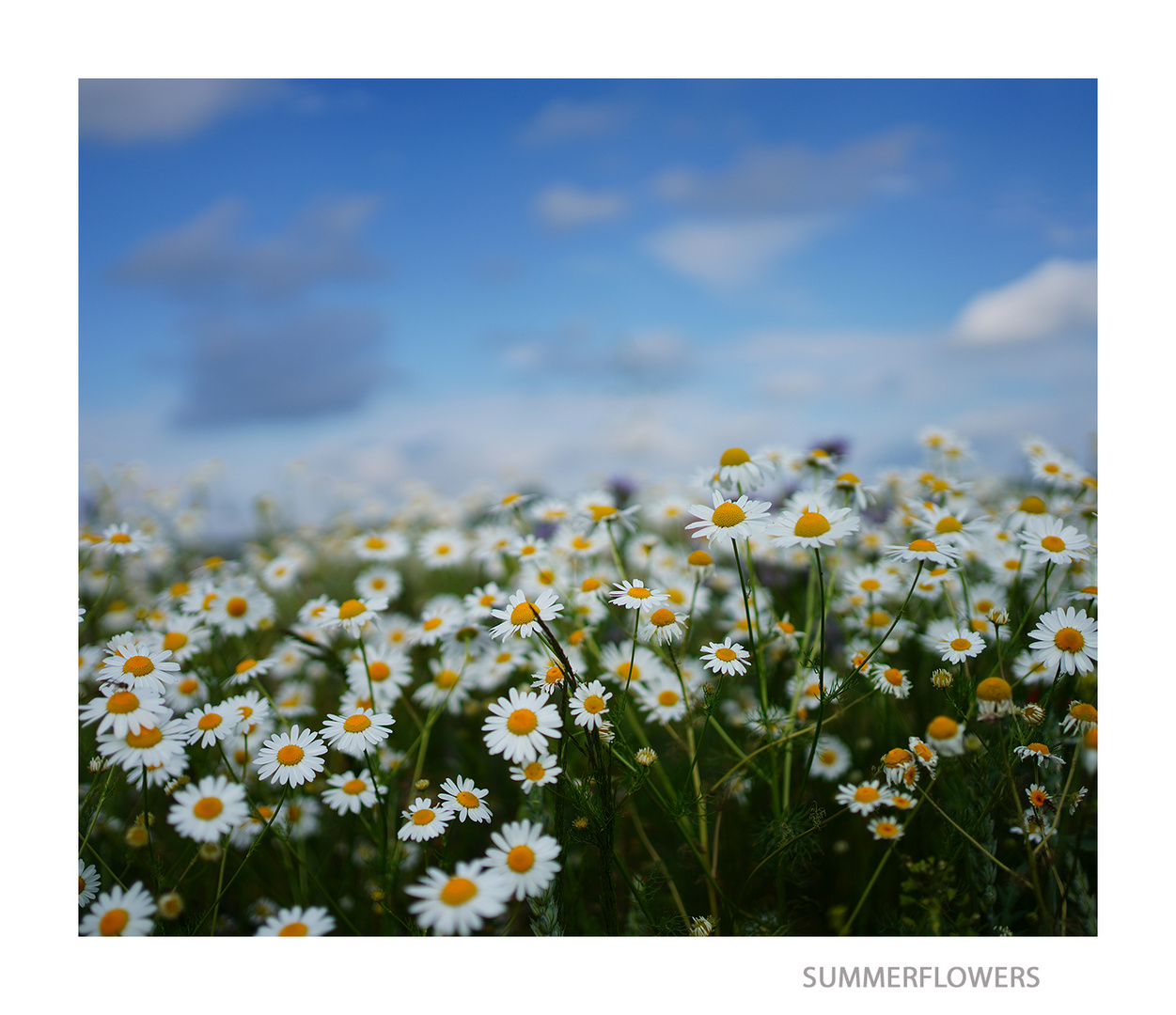 SUMMERFLOWERS