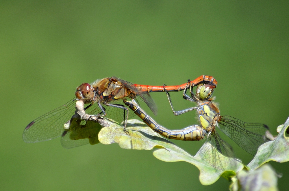 Summerlove - Eine Liebe im August