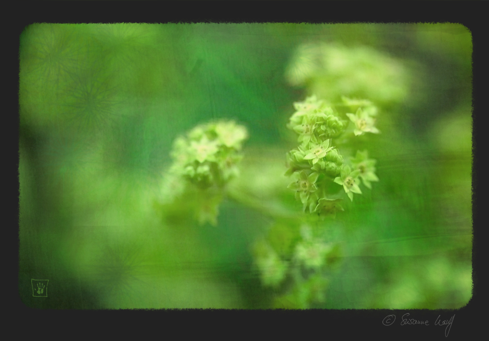 summer´s green