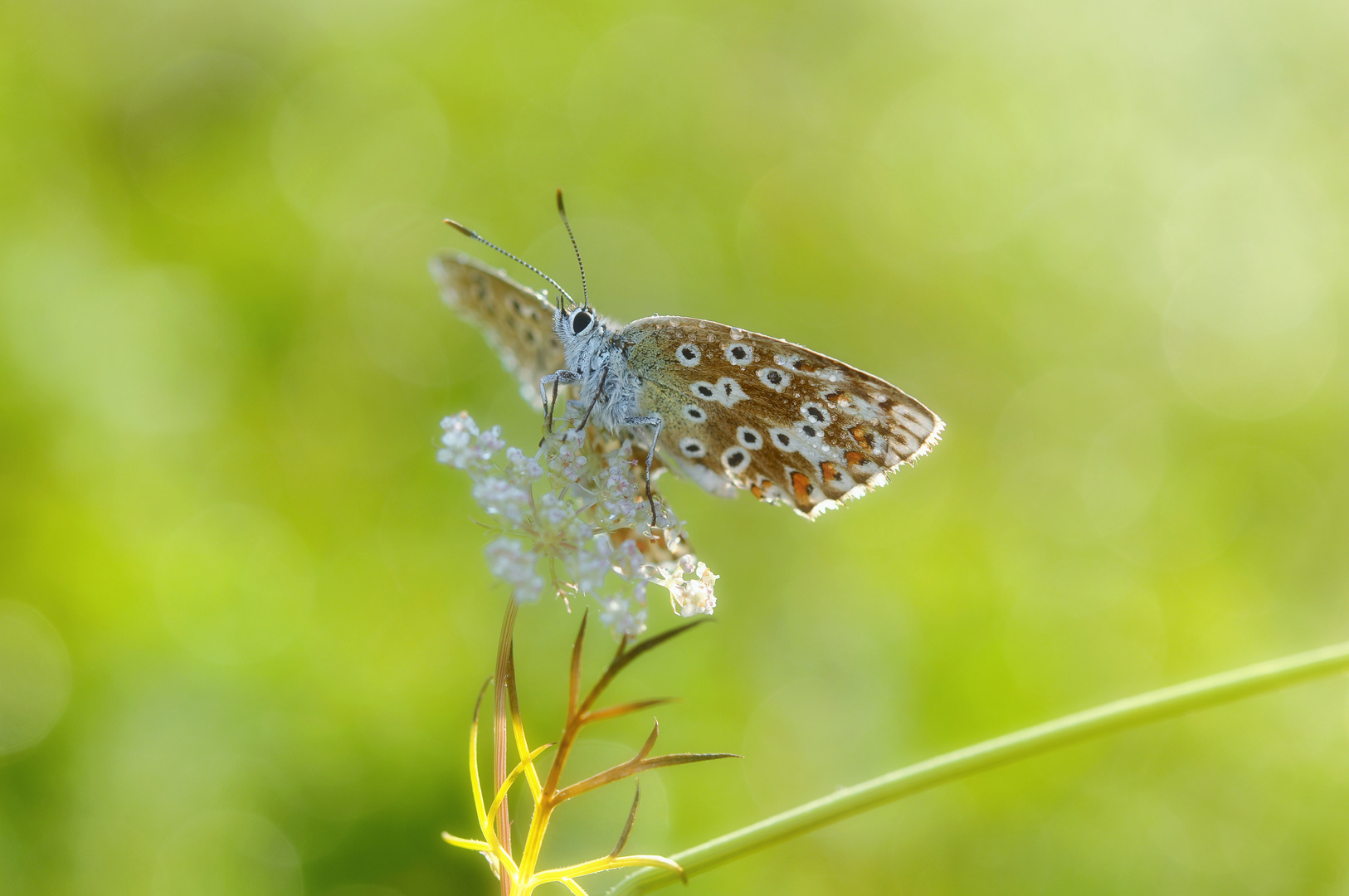 Summer's natural beauty