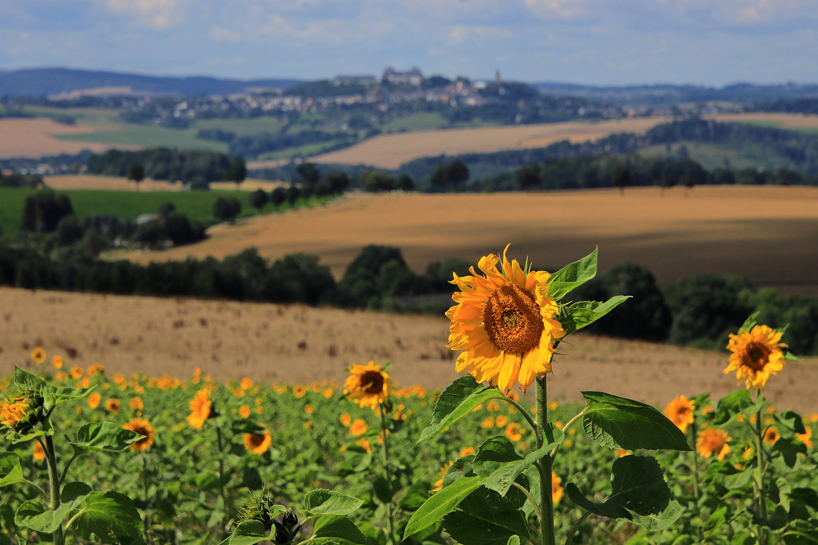 ...Summertime...