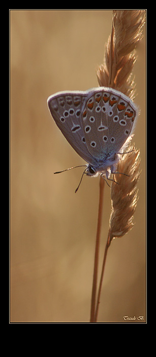 Summertime Blue(s)