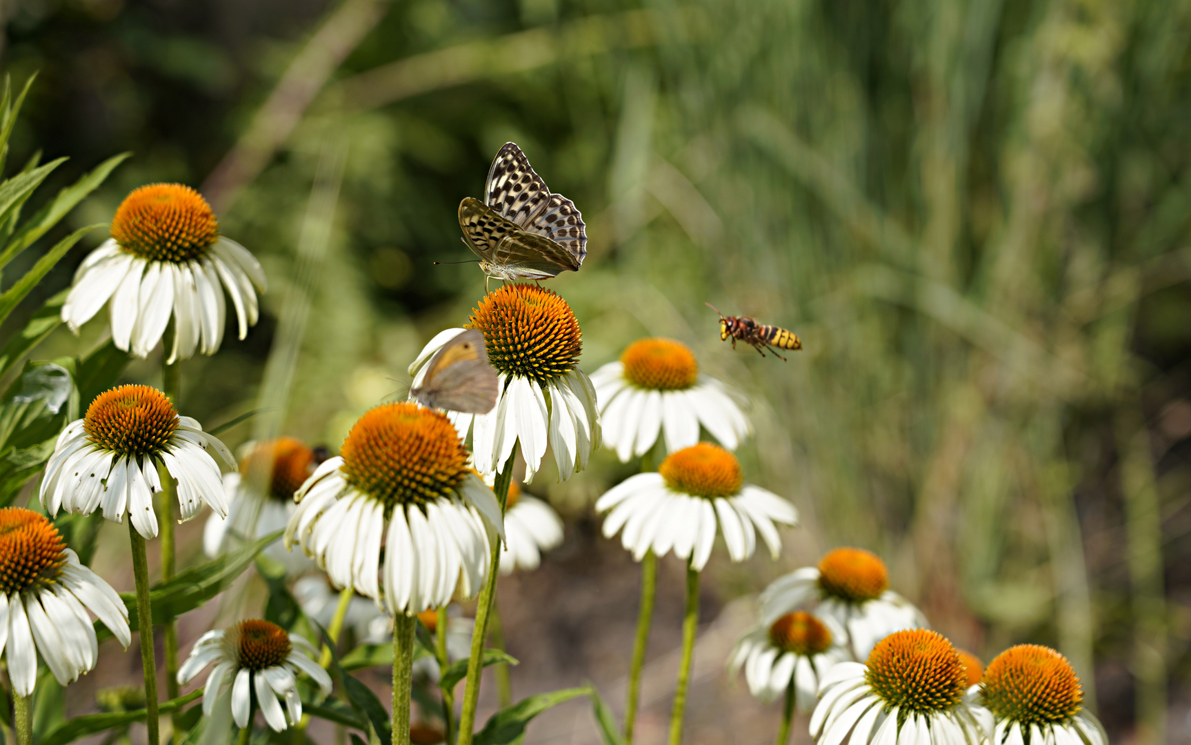 ... summertime ...