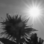 Summertime