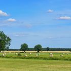 Summertime im Spreewald