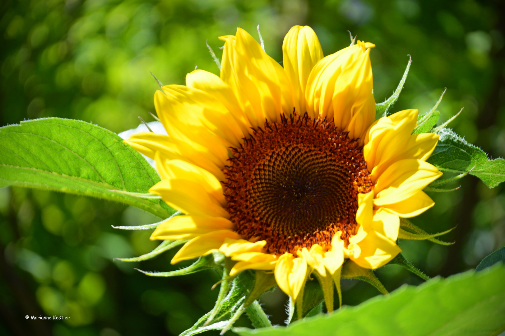 Summertime - mein Mittwochsblümchen