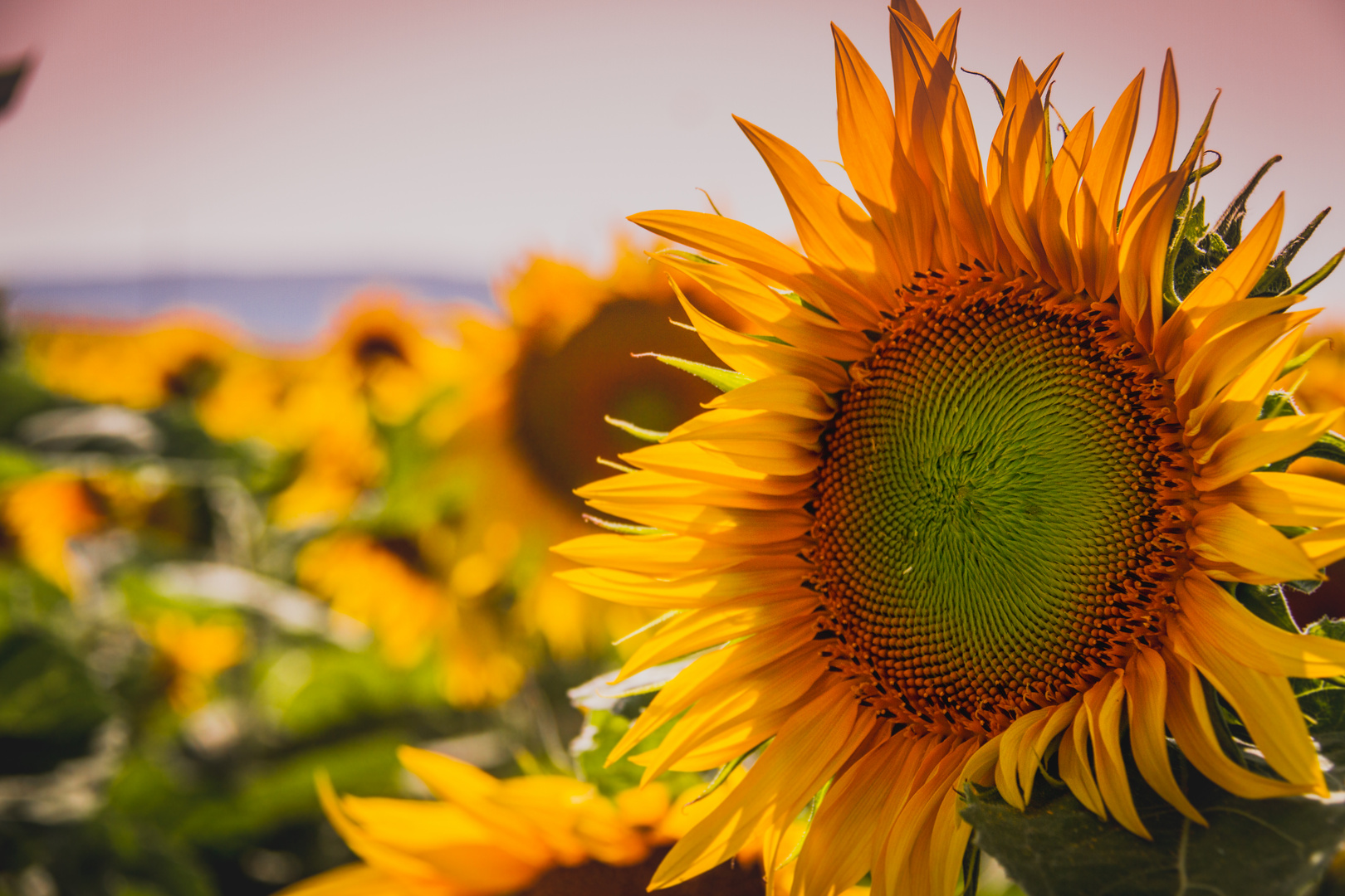 Summertime - Sunflower time