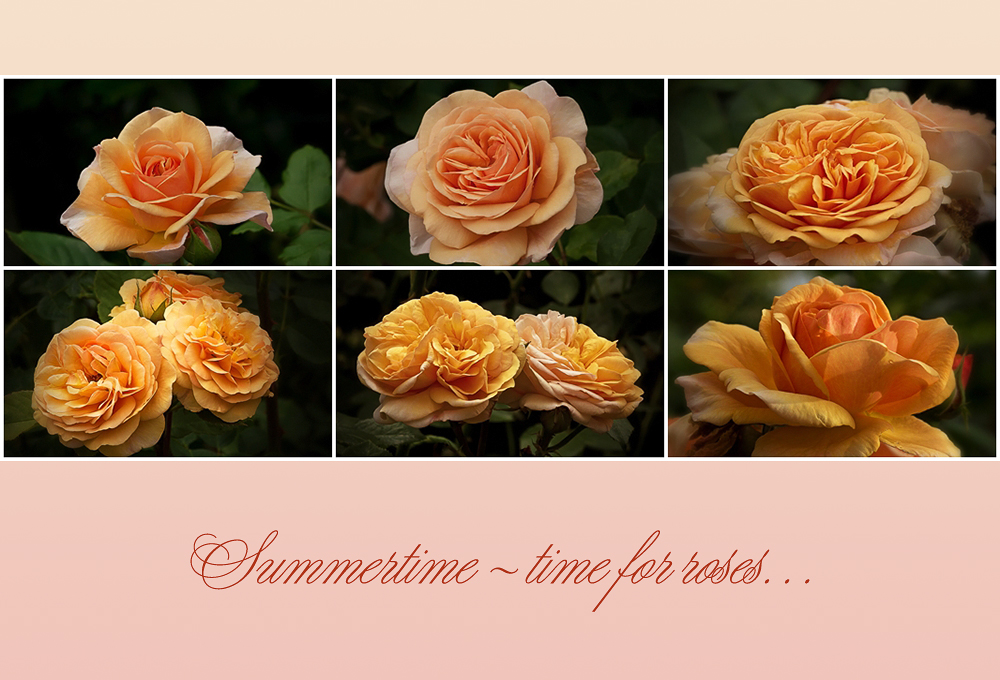 Summertime - time for roses....