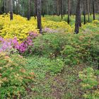 Summery Rhododendronpark