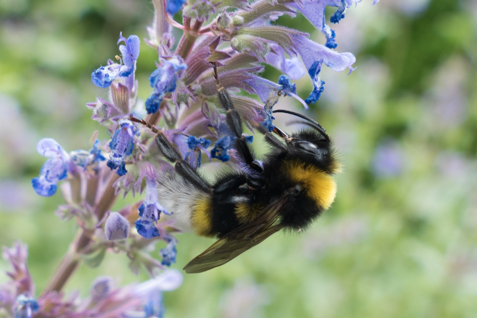 Summmsummmel, ich bin ne kleine Hummel 