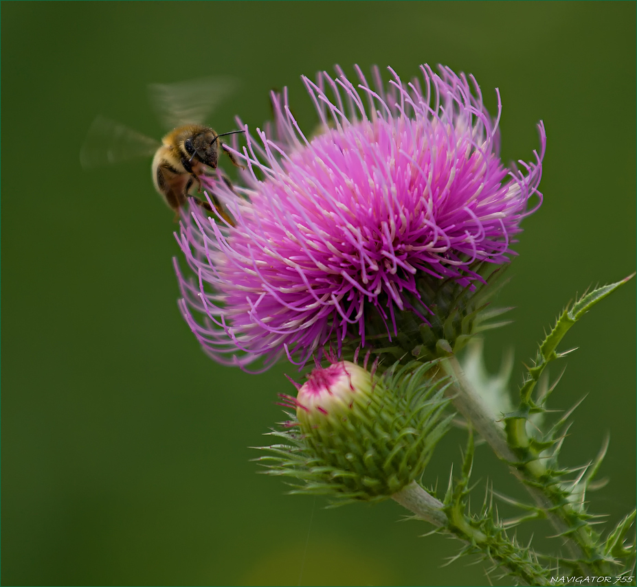 Summse auf der Distelblüte.