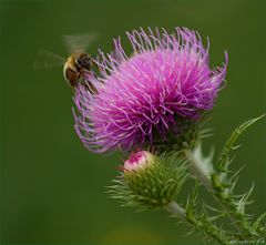 Summse auf der Distelblüte.