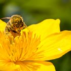 Summse im Frühjahr beim Blütenstaub sammeln