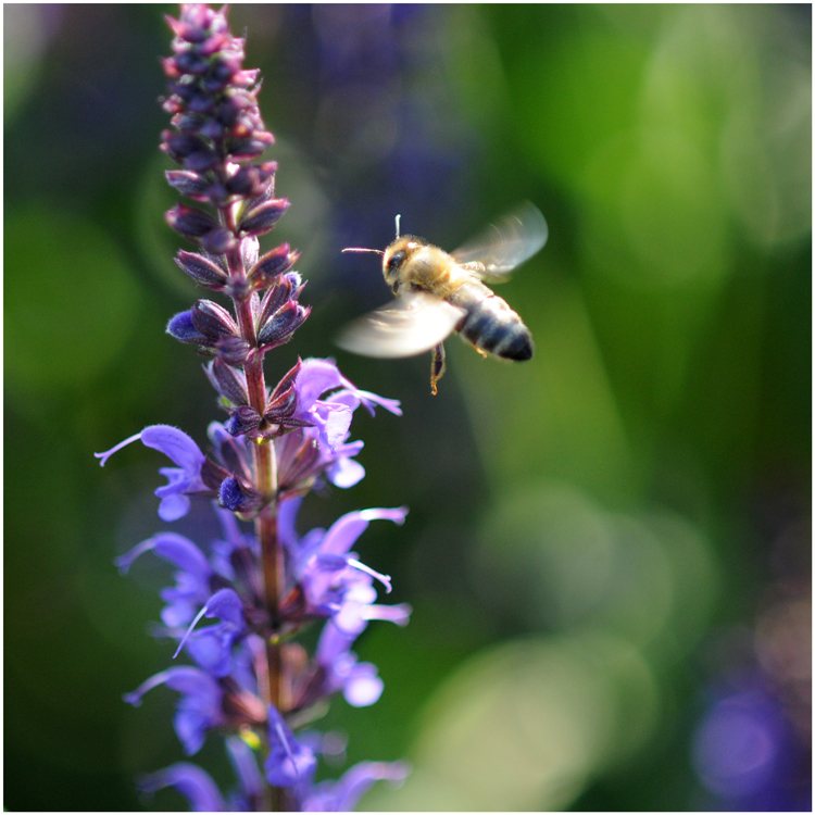 Summsebrumm im Blumenbeet