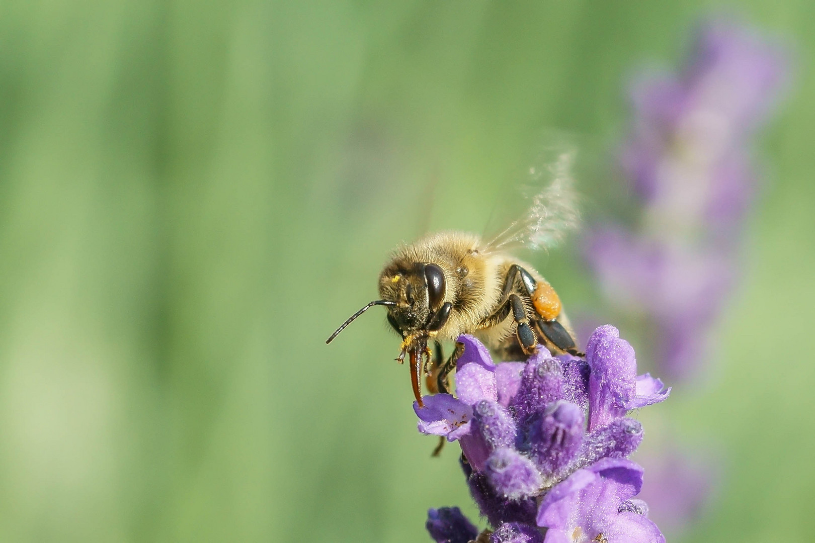 Summ,summ Bienchen summ herum