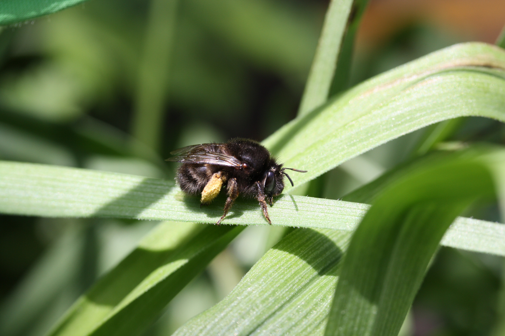 *summ...summ...summ...Bienchen summ herum*