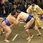 Sumo