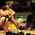 Sumo