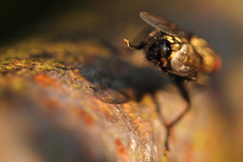 "Sumo-Fliegengewicht"