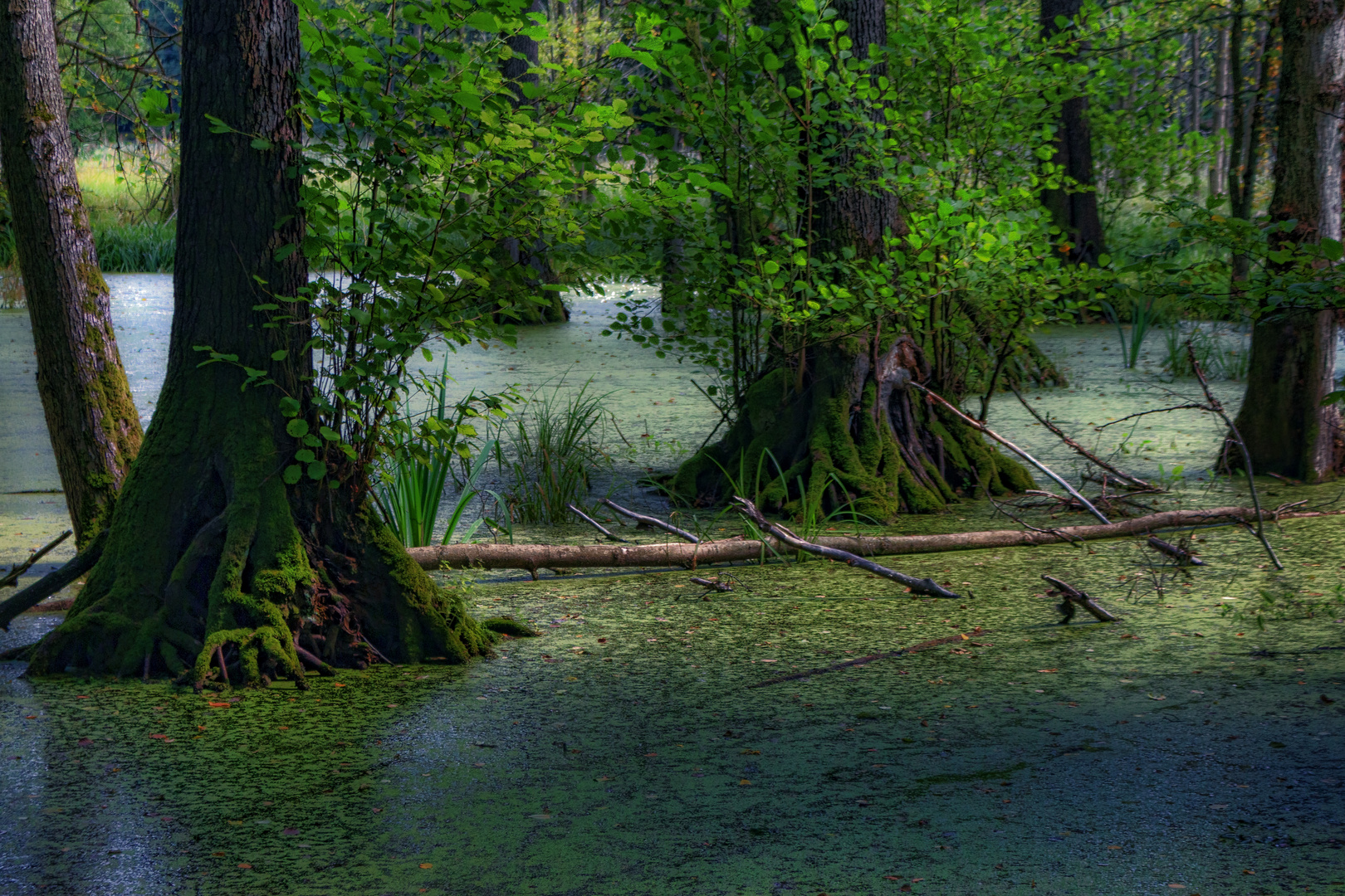 Sumpf Foto & Bild deutschland, europe, brandenburg Bilder auf