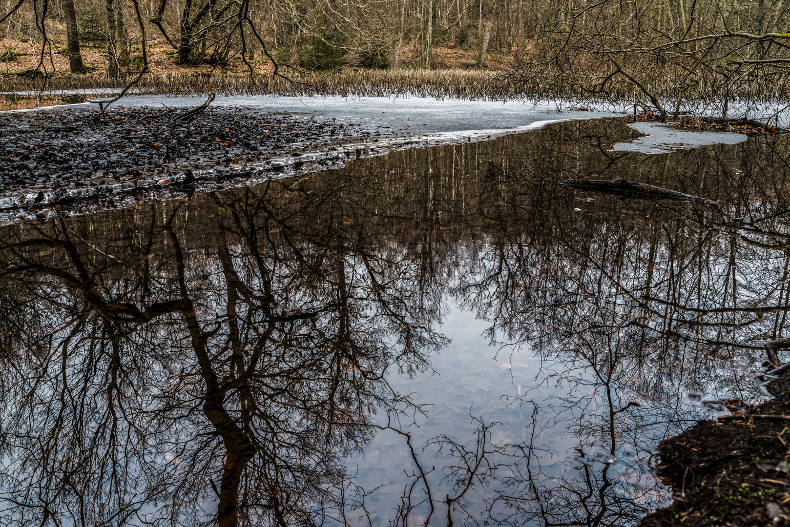 Sumpf am Itzenplitzer Weiher (Heiligenwald/Saarland) 