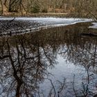 Sumpf am Itzenplitzer Weiher (Heiligenwald/Saarland) 