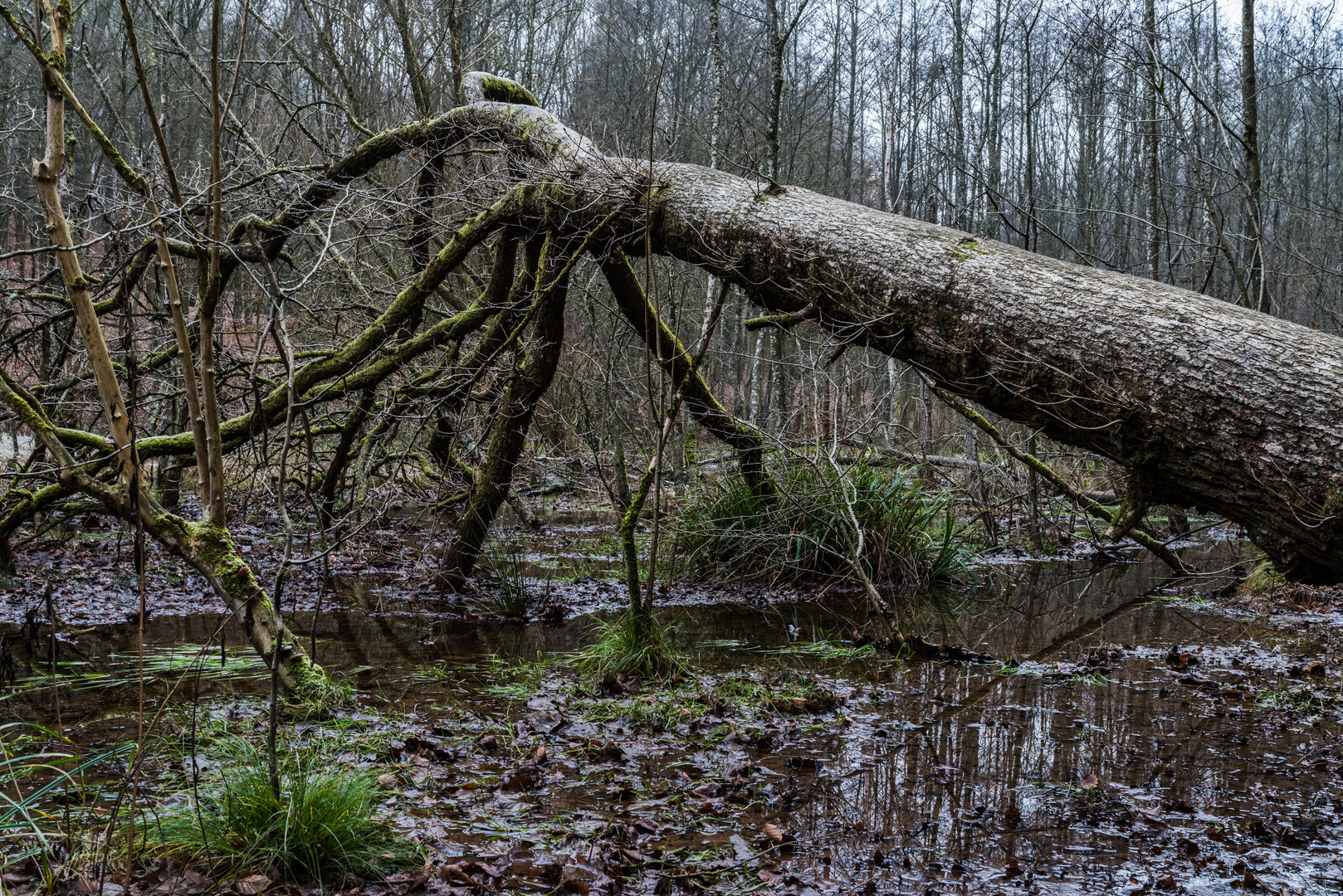 Sumpf am Netzbach (2)