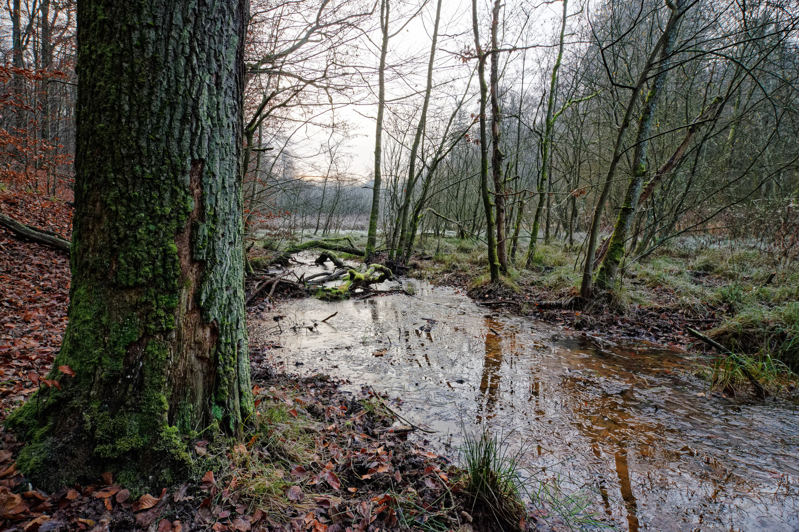 Sumpf am Netzbach bei Fischbach/Saarland