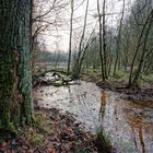 Sumpf am Netzbach bei Fischbach/Saarland