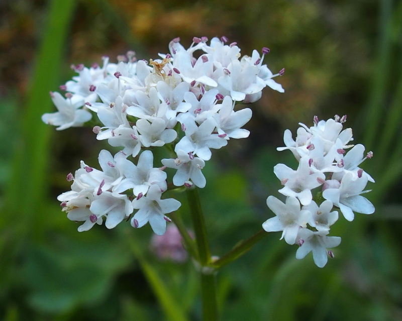 Sumpf-Baldrian 'Valeriana dioica'