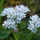 Sumpf-Baldrian 'Valeriana dioica'