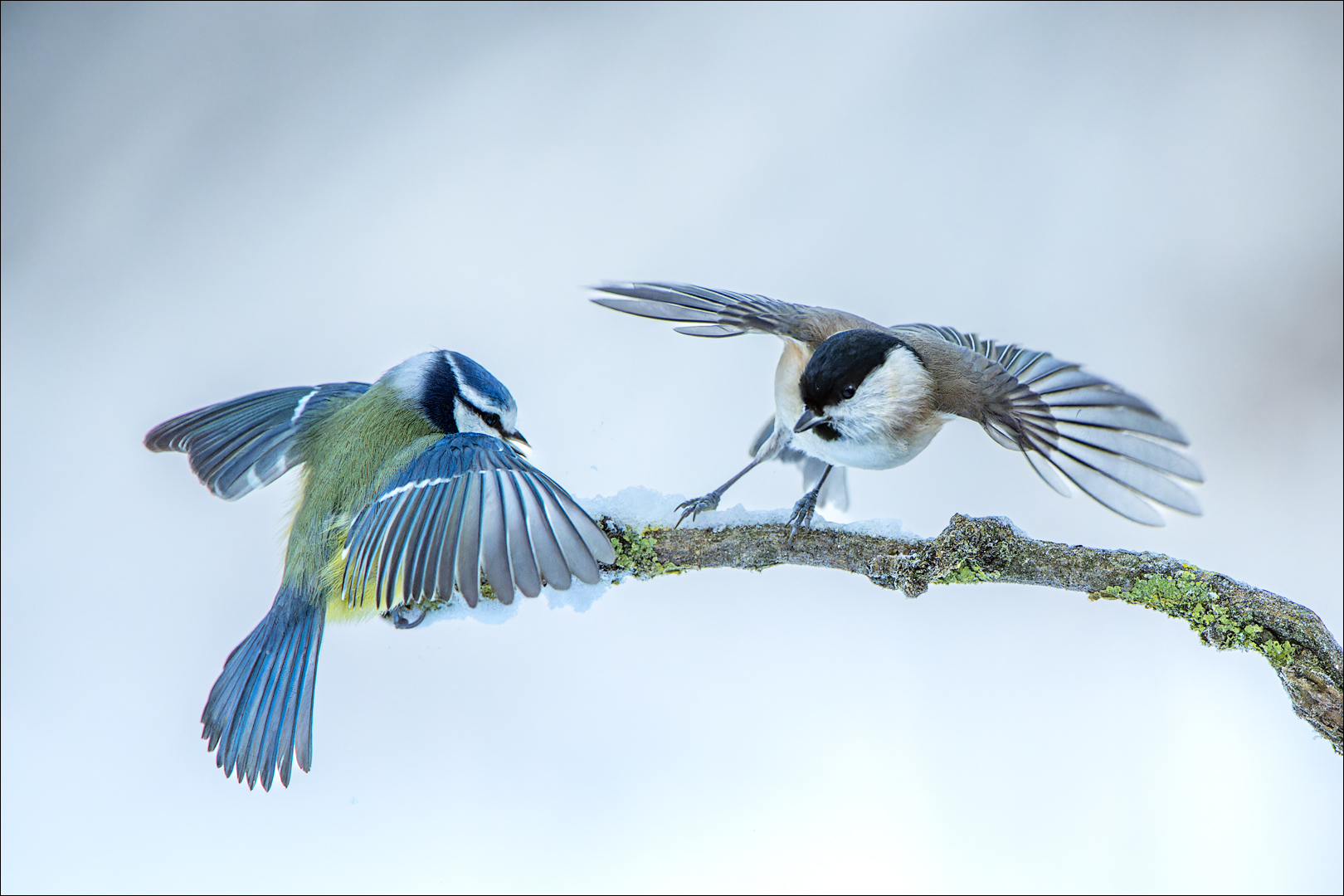 Sumpf & Blaumeise